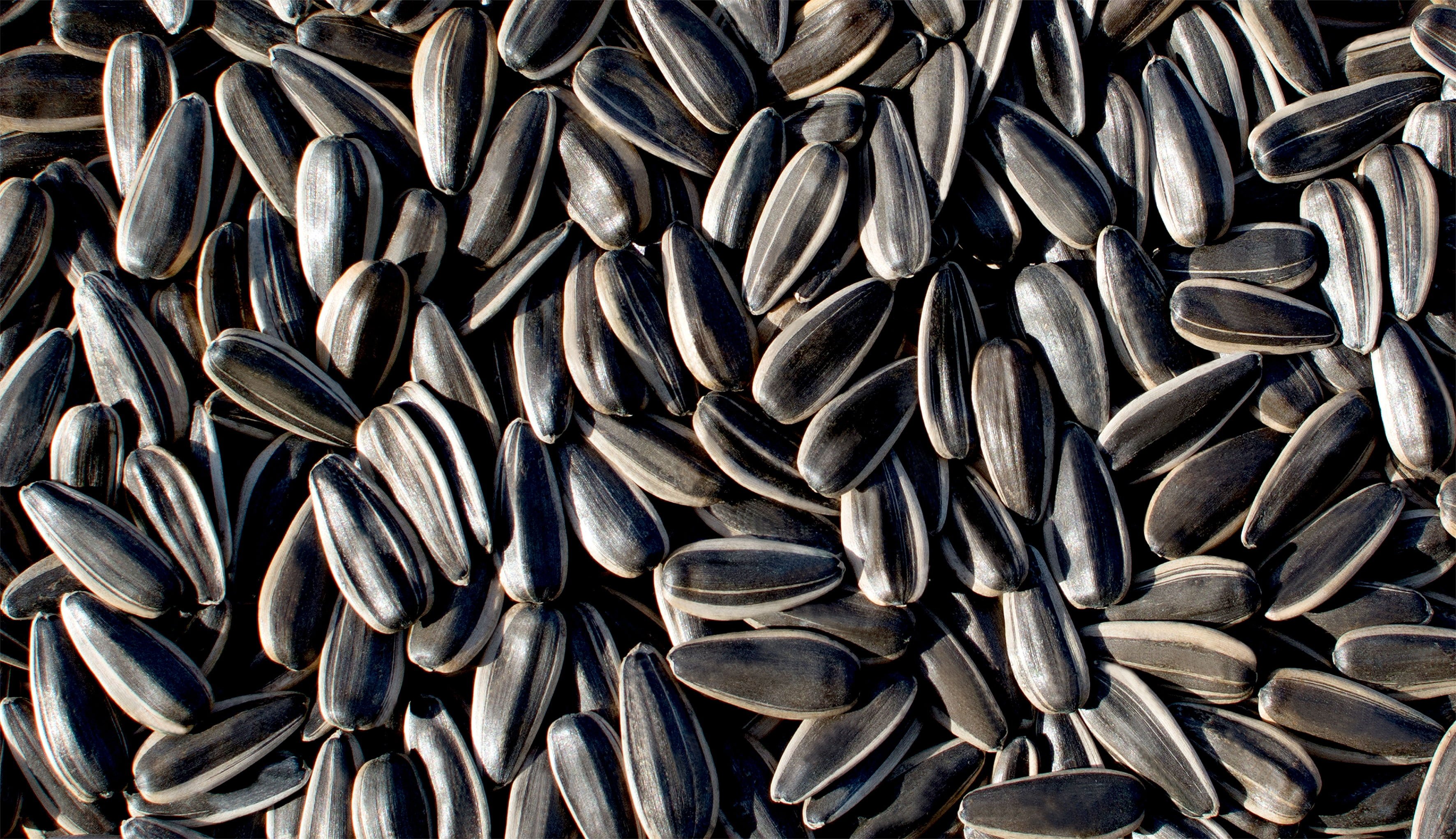 361 Series Sunflower Seeds