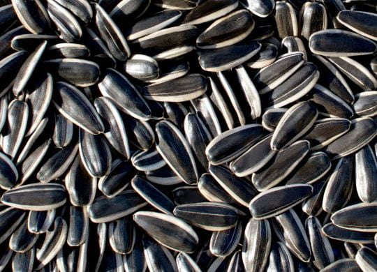 363 Series premium raw sunflower seeds