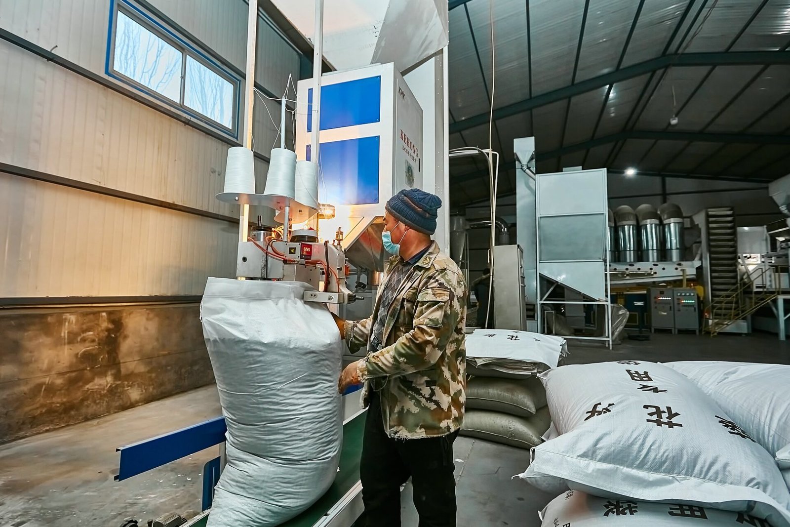 Packaging sunflower seeds for export