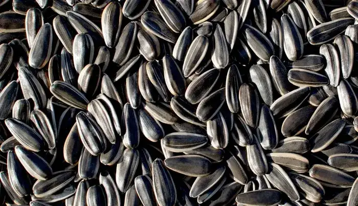 361 Series Sunflower Seeds
