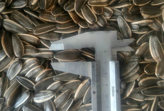 Sunflower seed grading and size measurement