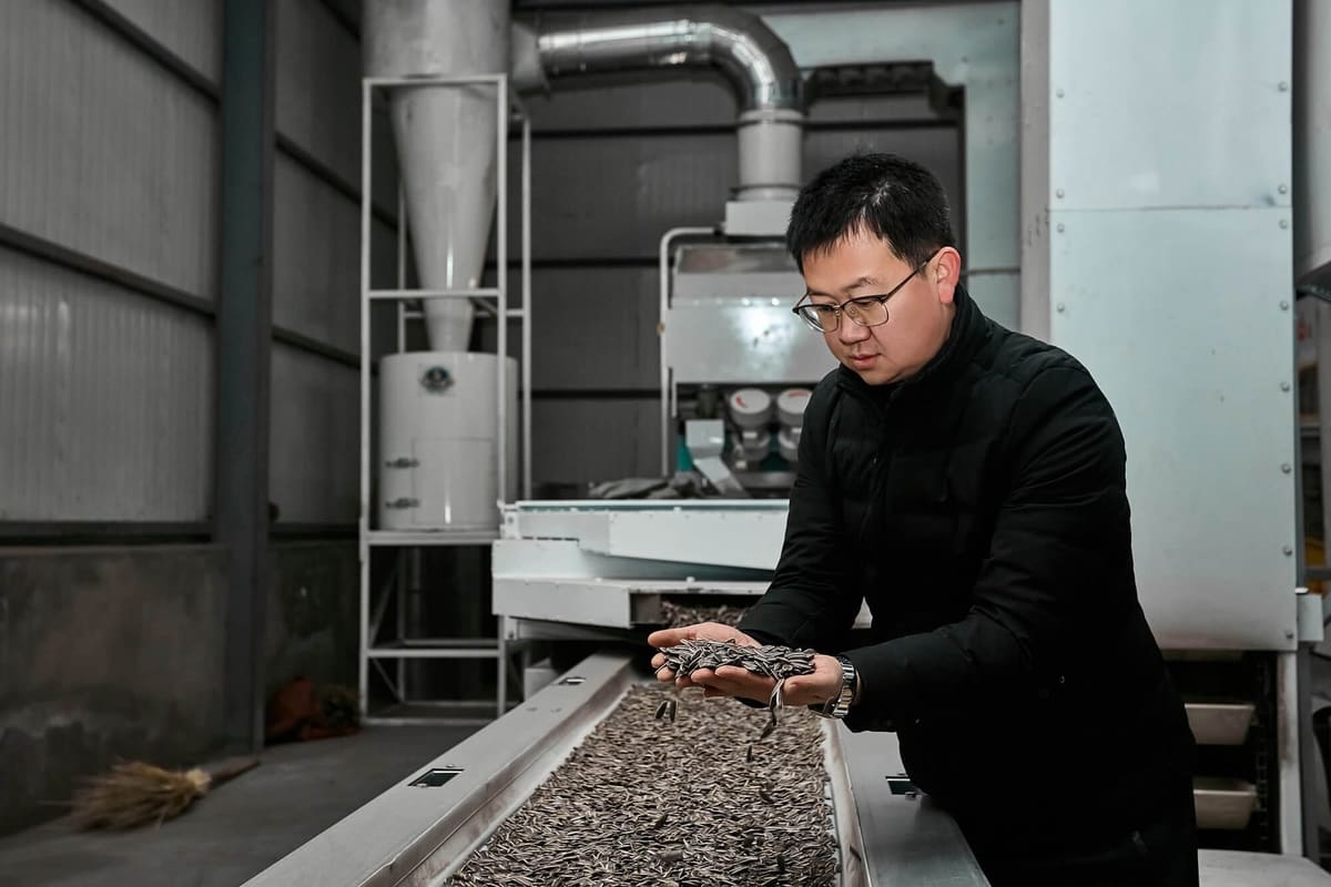 What Buyers Should Ask Before Choosing a Sunflower Seed Supplier
