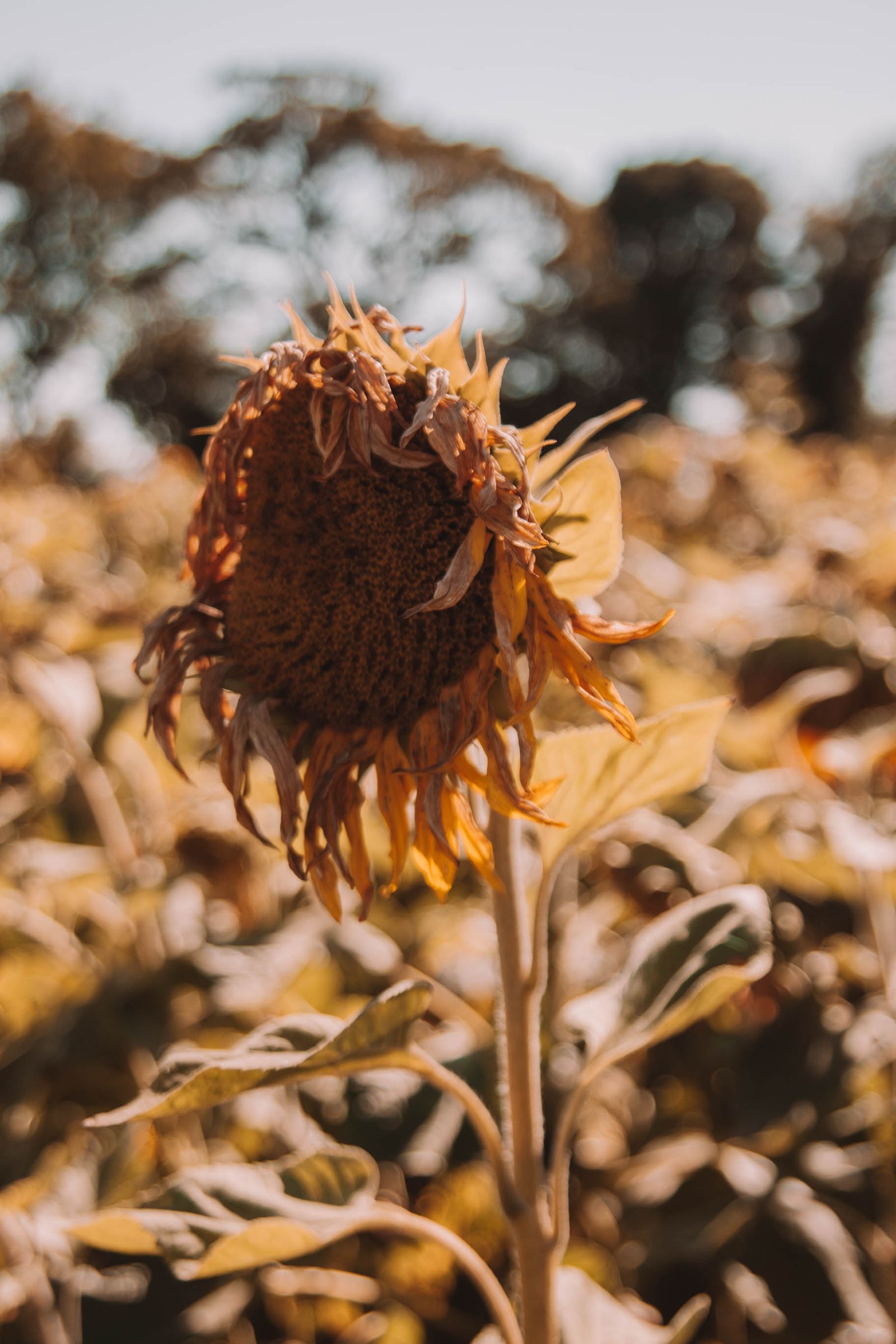 Mature sunflower field with heads turning brown, ready for harvest