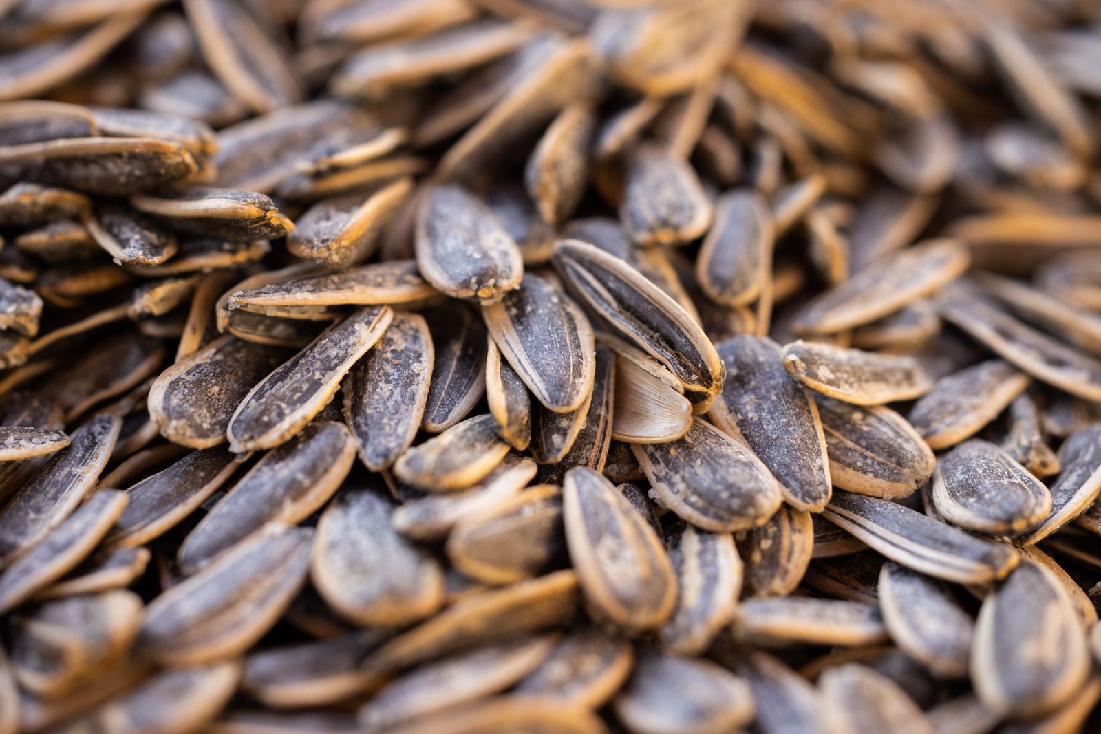 Dried sunflower seeds ready for storage