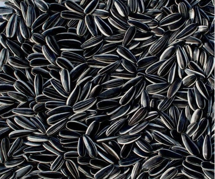 Tongqing No.6 (TQ6) large-kernel sunflower seeds, close-up