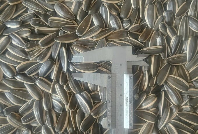 Premium 363 Sunflower Seeds